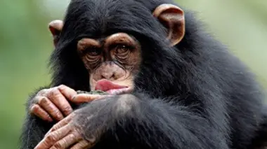 Les bébés de la jungle : L'après-midi