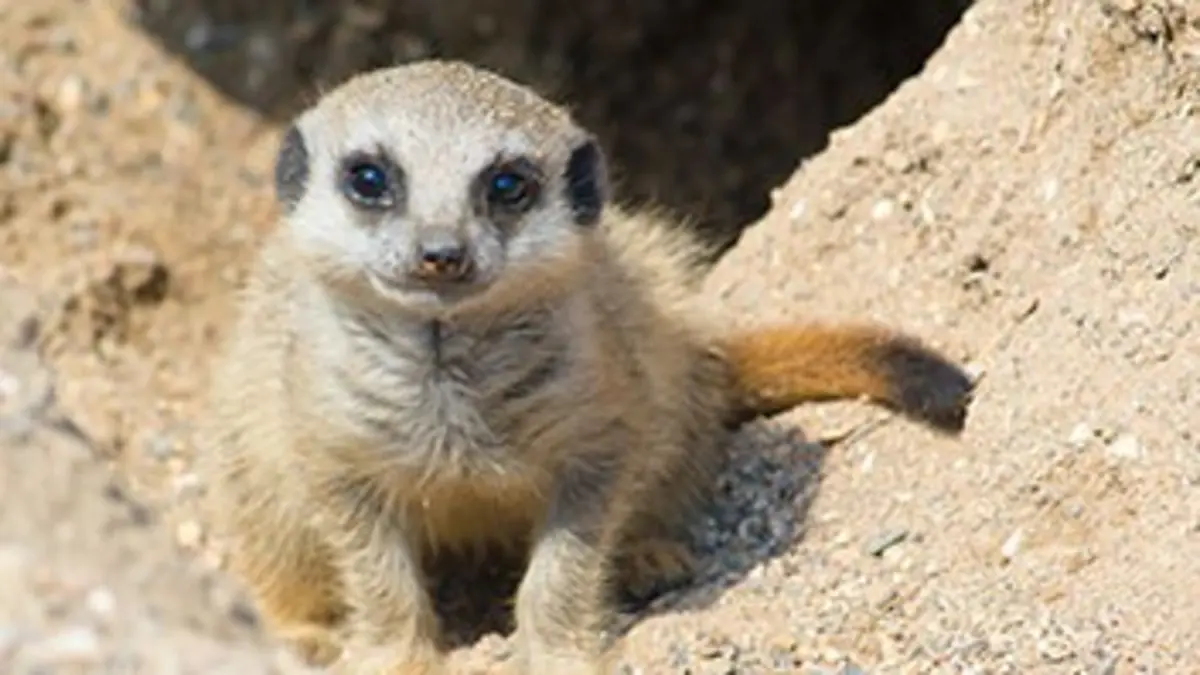 Bébés animaux du monde sauvage E12 Les bébés du désert : L'après-midi