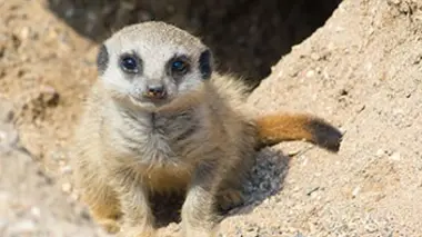 Les bébés du désert : L'après-midi