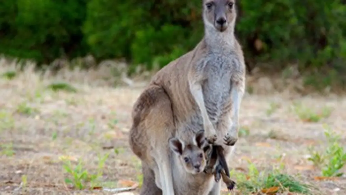 Bébés animaux du monde sauvage E15 Au pays des kangourous : Le matin