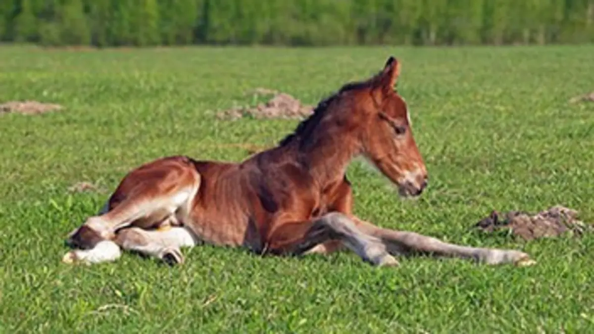 Bébés animaux du monde sauvage E18 Les petits des plaines : L'après-midi