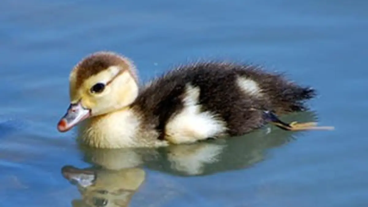 Bébés animaux du monde sauvage E20 Les zones humides : L'après-midi