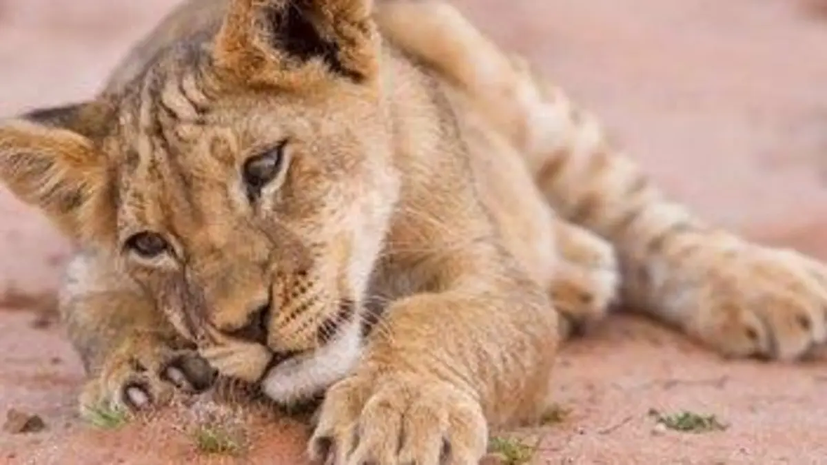 Épisodes de Bébés animaux du monde sauvage