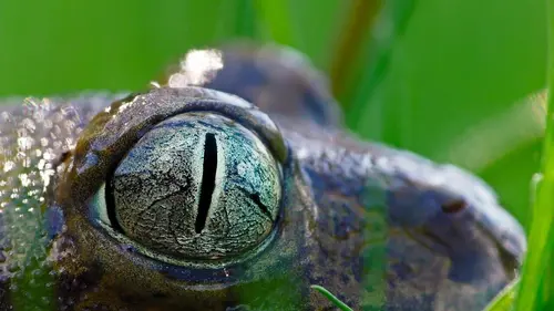 Bébés animaux : Les premiers jours de leur vie