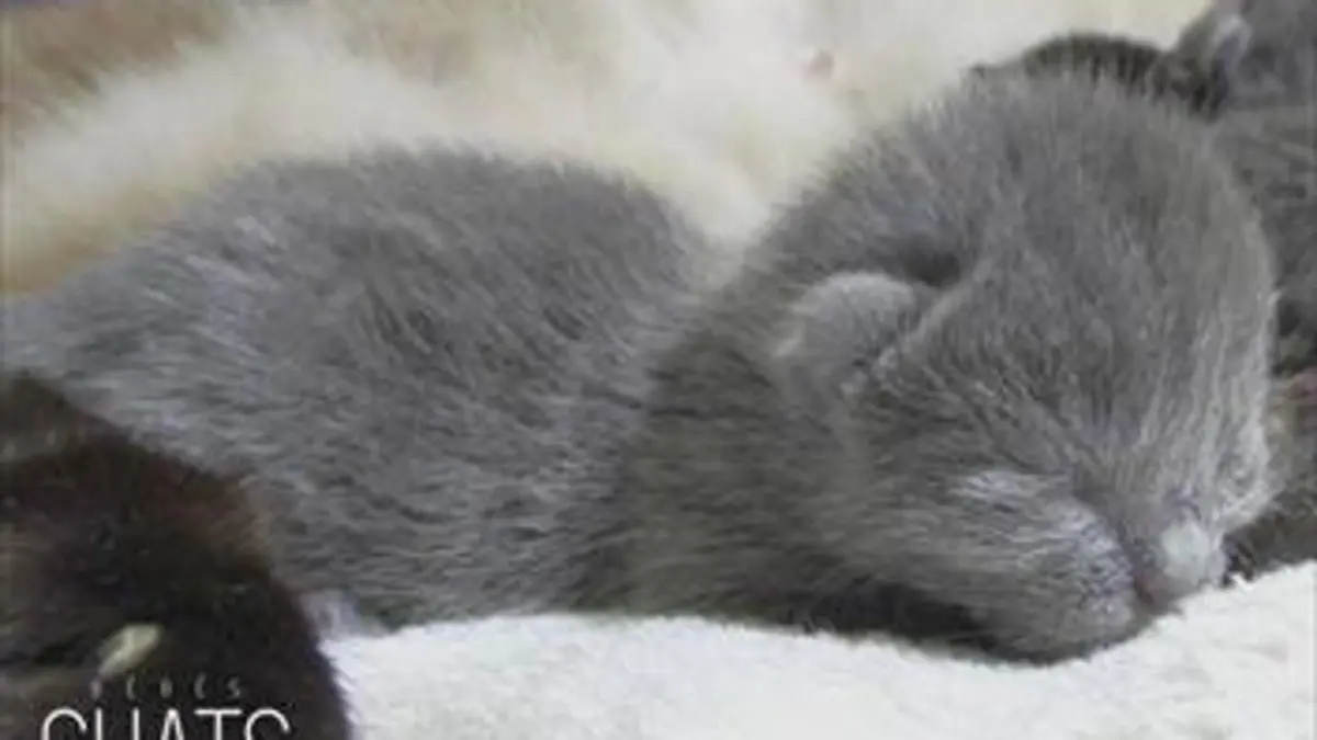Bébés chats