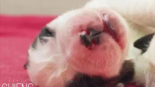 Bébés chiens