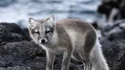 Visuel de Bébés du froid