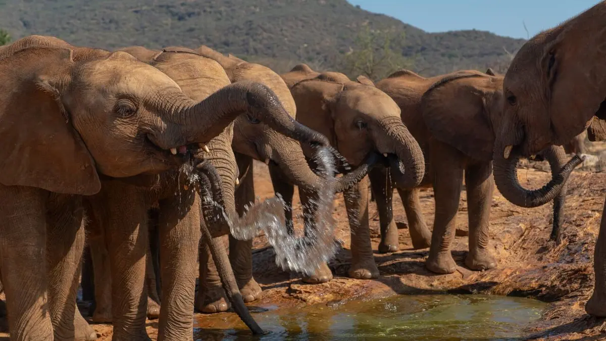 Bébés éléphants, l'espoir de Reteti