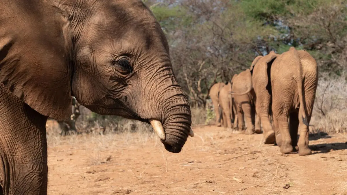 Bébés éléphants, l'espoir de Reteti