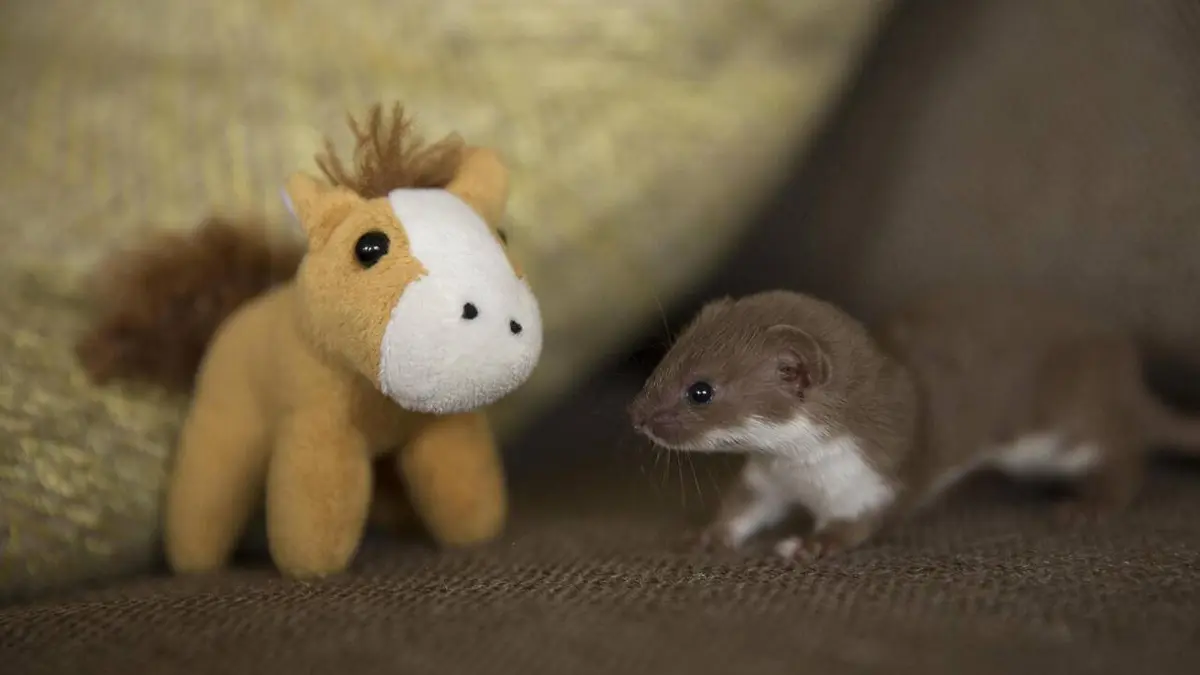 Belettes, hermines et loutres