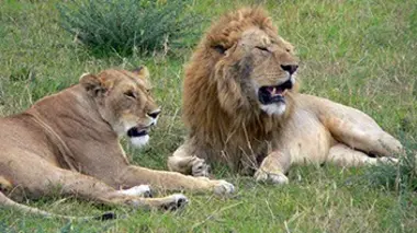 De l'art d'être libre