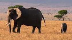 Visuel de Belles et rebelles