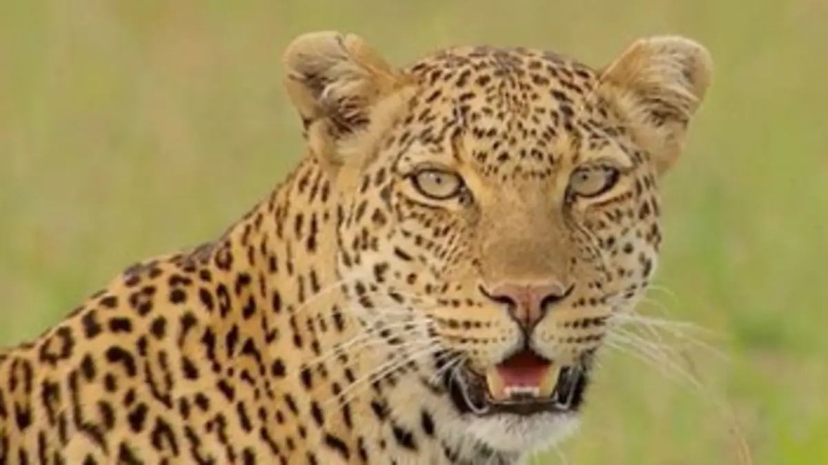 Belles et rebelles S02E02 Très chères voisines