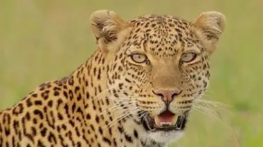 Très chères voisines