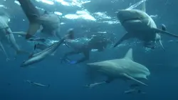 Ben Fogle, protecteur de la faune africaine