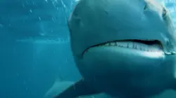 Ben Fogle, protecteur de la faune africaine Menaces sur les requins