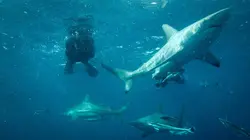 Ben Fogle, protecteur de la faune africaine Menaces sur les requins