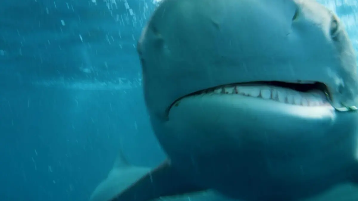 Ben Fogle, protecteur de la faune africaine Menaces sur les requins