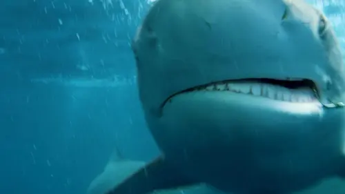 Ben Fogle, protecteur de la faune africaine Menaces sur les requins