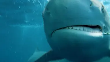 Ben Fogle, protecteur de la faune africaine Menaces sur les requins