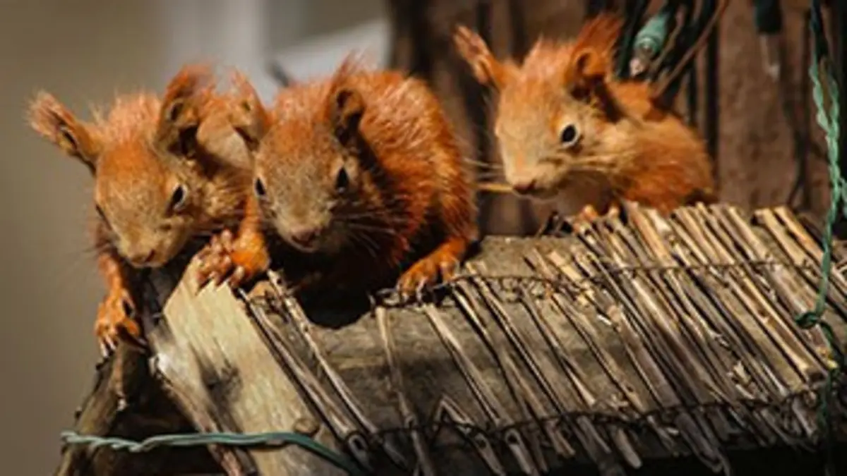 Berlin, ville sauvage