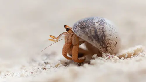 Bernard l'hermite, une épopée sur la terre ferme