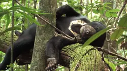 Bernie, les péripéties d'un ourson malais