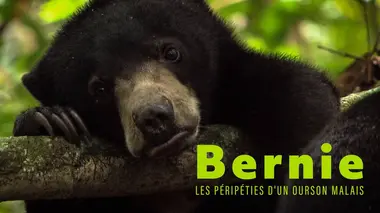 Bernie, les péripéties d'un ourson malais