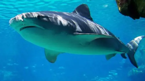 Best of Sharks