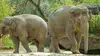 2020 • Bestialement ados : la puberté chez les animaux
