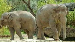 Visuel de Bestialement ados : la puberté chez les animaux