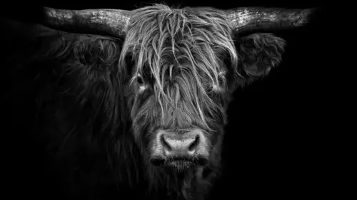 Casting Bestialement photogénique Claudio Gotsch