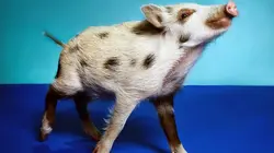 Bestialement photogénique Kristin Schnell