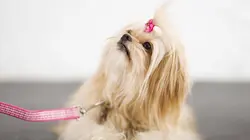 Bêtes de concours E01