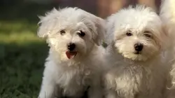 Bêtes de concours E01