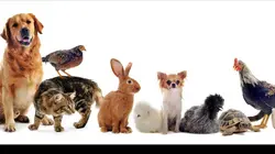 Bêtes de concours E01