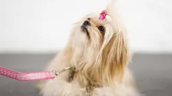 Bêtes de concours E01