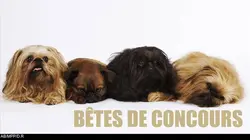 Bêtes de concours E01