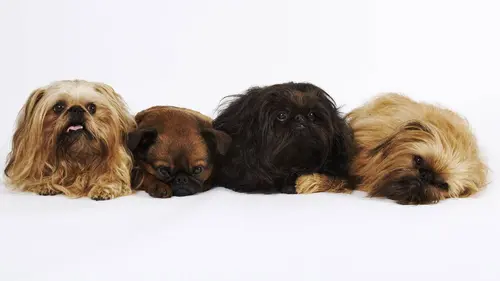 Bêtes de concours E01