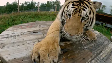 L'homme qui parle aux animaux