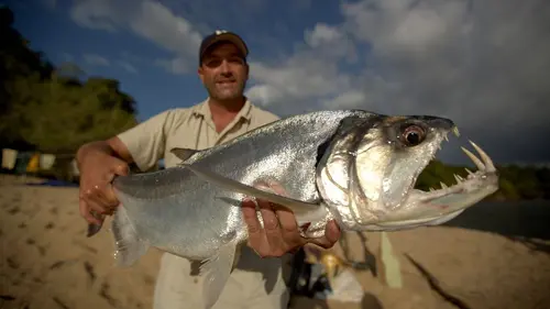 Bêtes de poissons Le poisson vampire