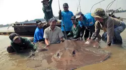 Bêtes de poissons La plus grande raie du monde