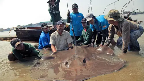 Bêtes de poissons La plus grande raie du monde
