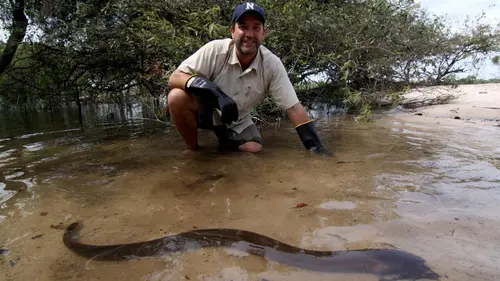 Bêtes de poissons Anguille électrique