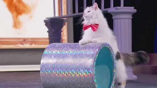 Bêtes de scène Chat alors !