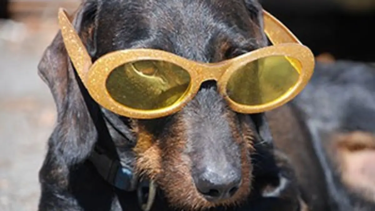 Bêtisier de l'été