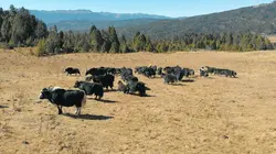Bhoutan, le royaume dans le ciel