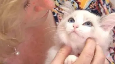 Bébés chats, les 100 premiers jours de leur vie : chatons tout-terrain vs chatons précieux