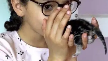 Bébés chats : les 100 premiers jours de leur vie