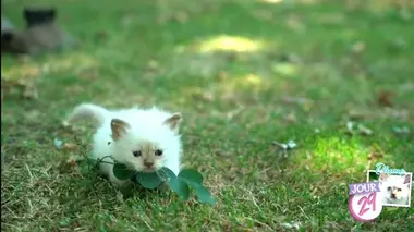 Bienvenue au monde Bébés chats, les 100 premiers jours de leur vie : les chatons aux physiques atypiques